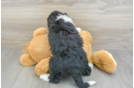 Mini Bernedoodle Pup Being Cute