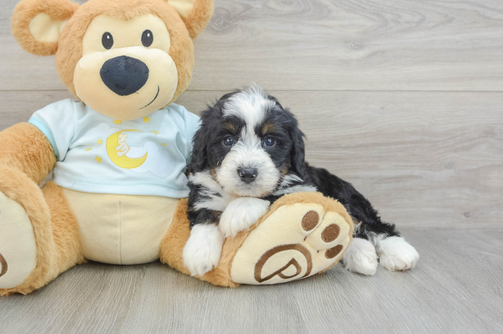 6 week old Mini Bernedoodle Puppy For Sale - Premier Pups