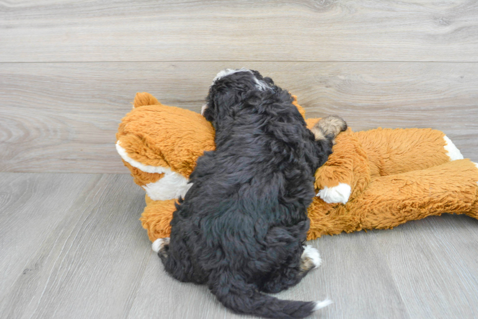 Popular Mini Bernedoodle Poodle Mix Pup