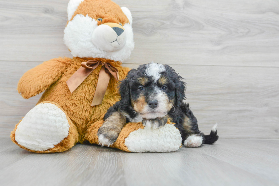 Friendly Mini Bernedoodle Baby