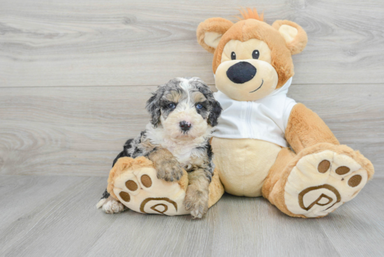 Mini Bernedoodle Puppy for Adoption