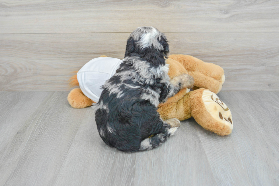 Playful Mini Berniedoodle Poodle Mix Puppy