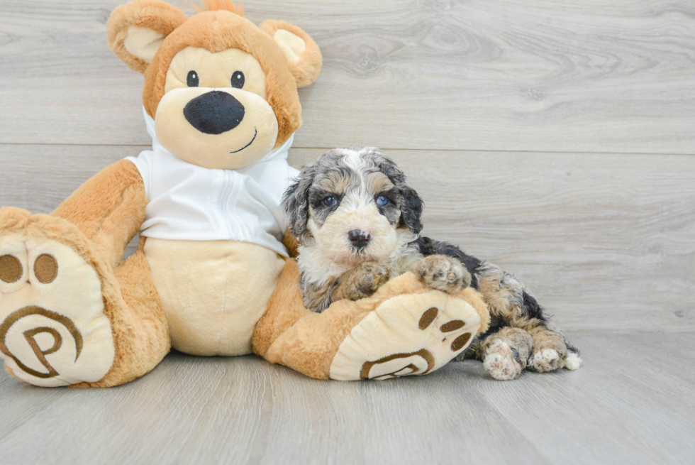 Best Mini Bernedoodle Baby