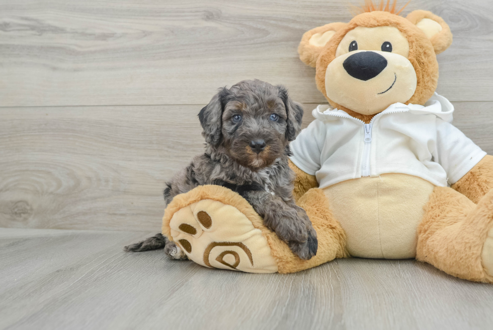 Hypoallergenic Bernadoodle Poodle Mix Puppy