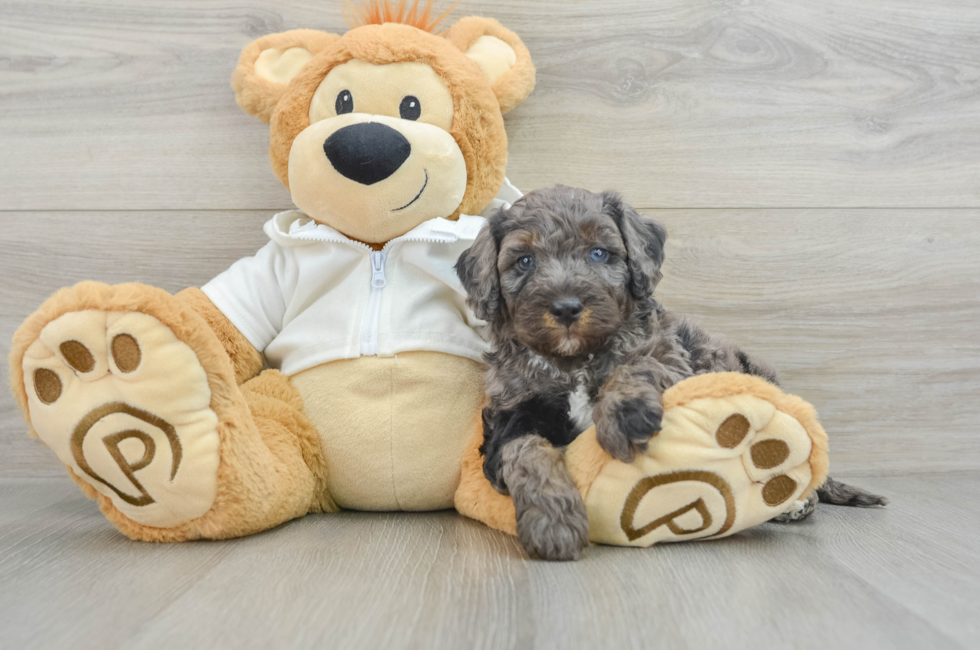 6 week old Mini Bernedoodle Puppy For Sale - Premier Pups