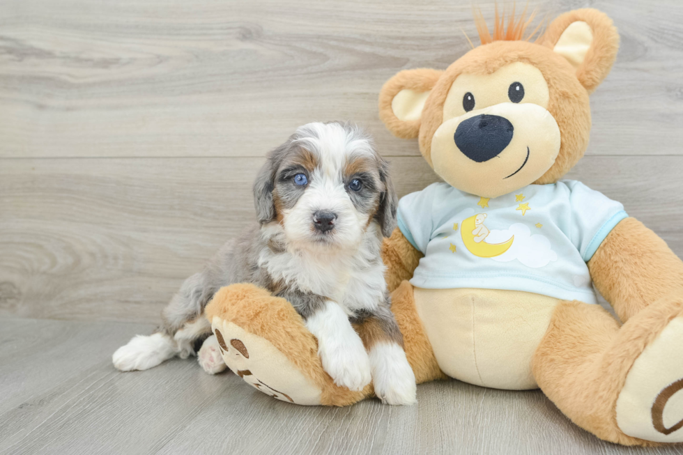 Energetic Mini Bernadoodle Poodle Mix Puppy