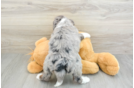 Friendly Mini Bernedoodle Baby