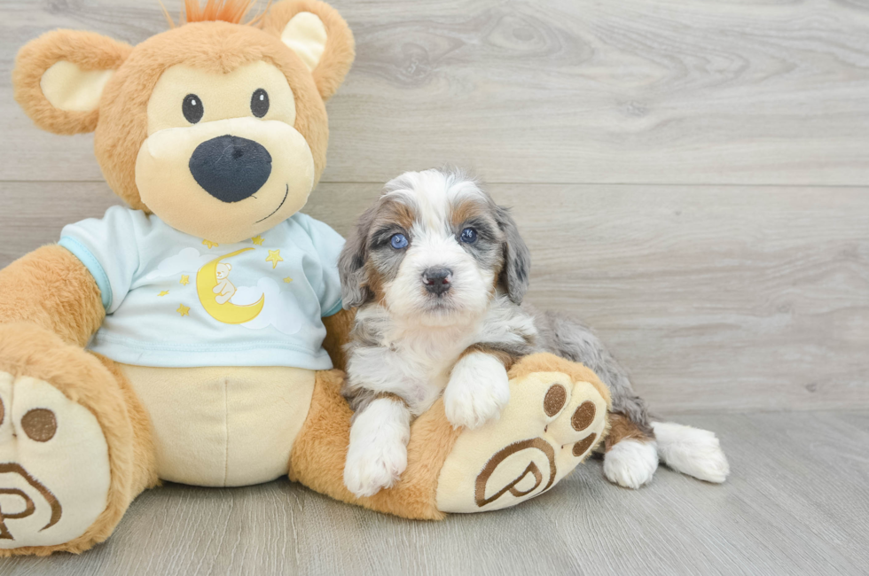 5 week old Mini Bernedoodle Puppy For Sale - Premier Pups