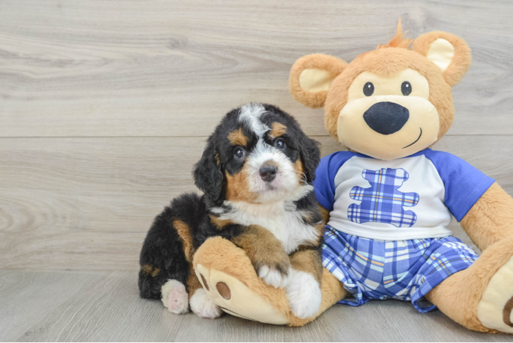 Best Mini Bernedoodle Baby