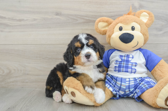 Best Mini Bernedoodle Baby