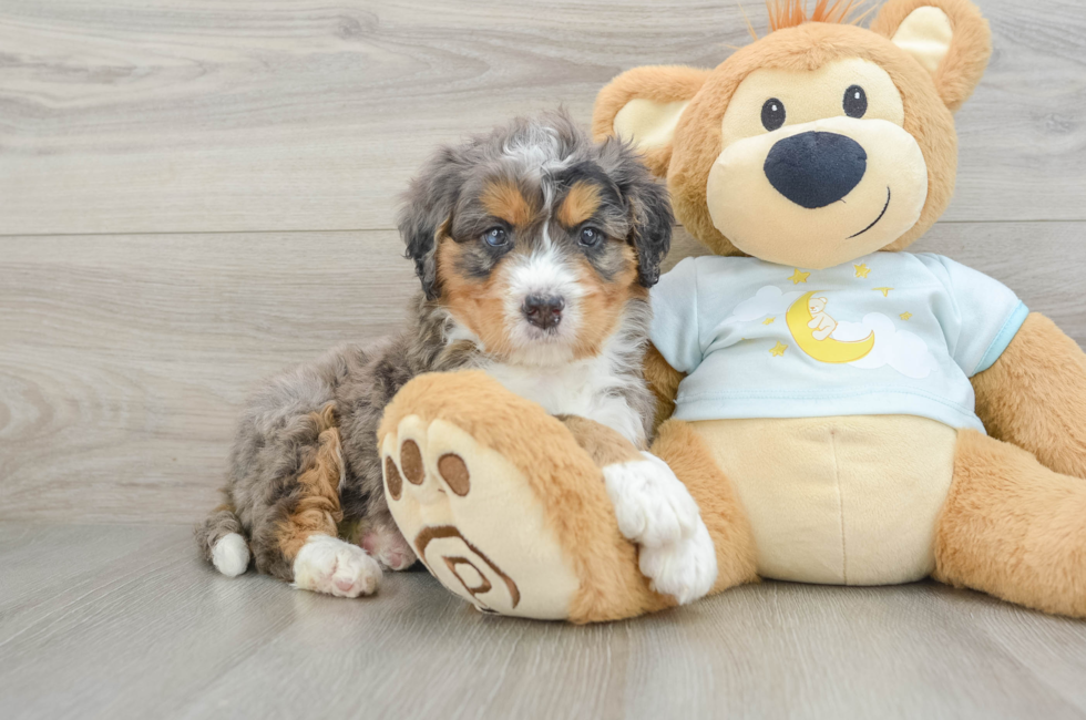 5 week old Mini Bernedoodle Puppy For Sale - Premier Pups
