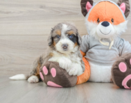 7 week old Mini Bernedoodle Puppy For Sale - Premier Pups