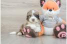 Mini Bernedoodle Pup Being Cute