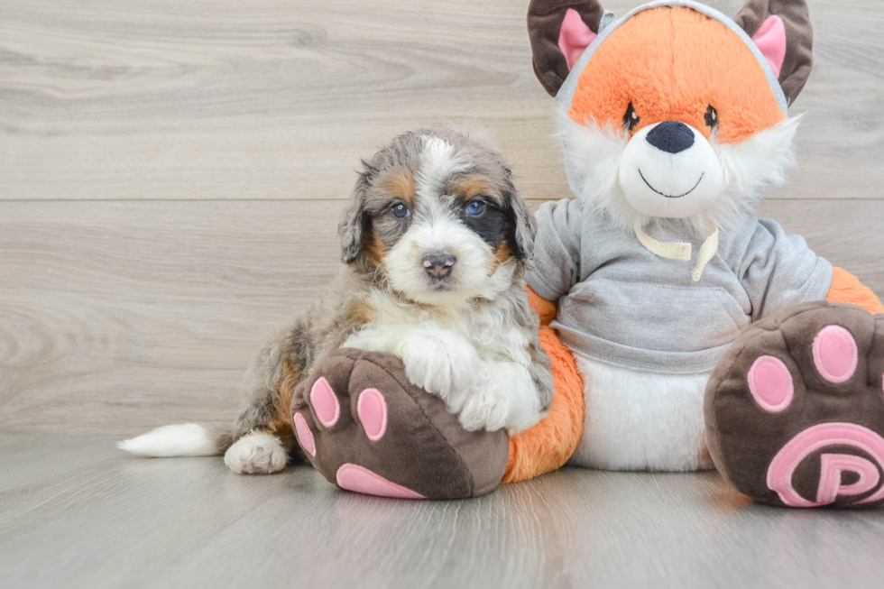 Mini Bernedoodle Pup Being Cute