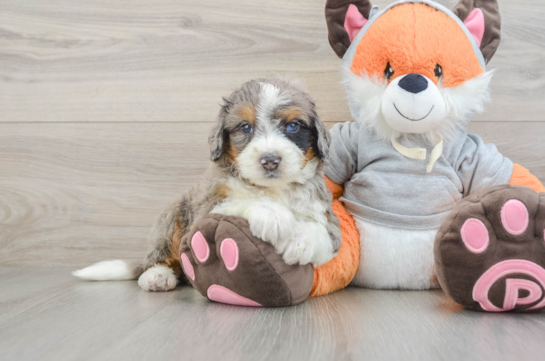 Mini Bernedoodle Pup Being Cute