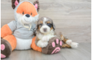 Best Mini Bernedoodle Baby