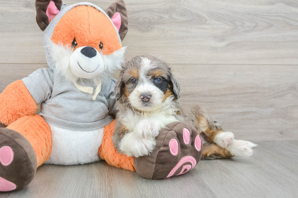 Best Mini Bernedoodle Baby