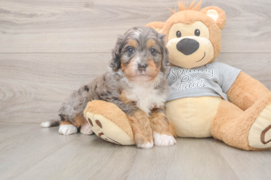 Mini Bernedoodle Puppy for Adoption