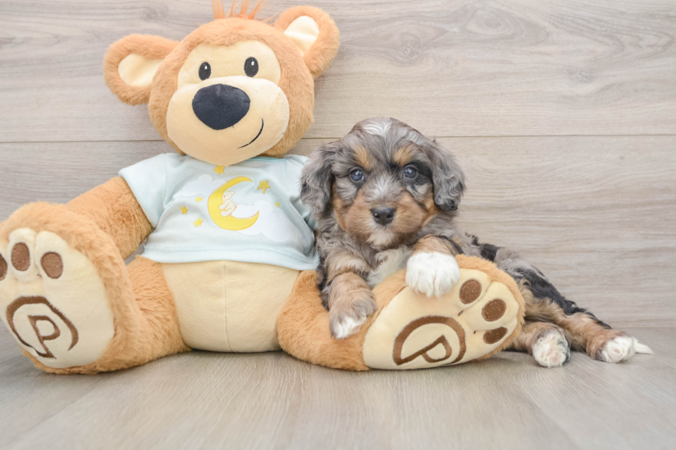 Hypoallergenic Mini Bernadoodle Poodle Mix Puppy