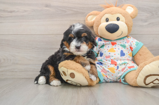 Mini Bernedoodle Pup Being Cute