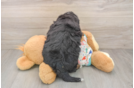 Mini Bernedoodle Pup Being Cute
