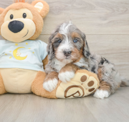 7 week old Mini Bernedoodle Puppy For Sale - Premier Pups