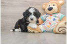 Little Bernese Doodle Poodle Mix Puppy