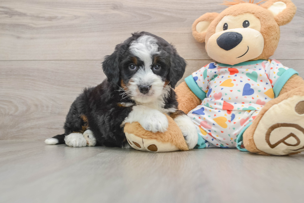 Little Bernese Doodle Poodle Mix Puppy