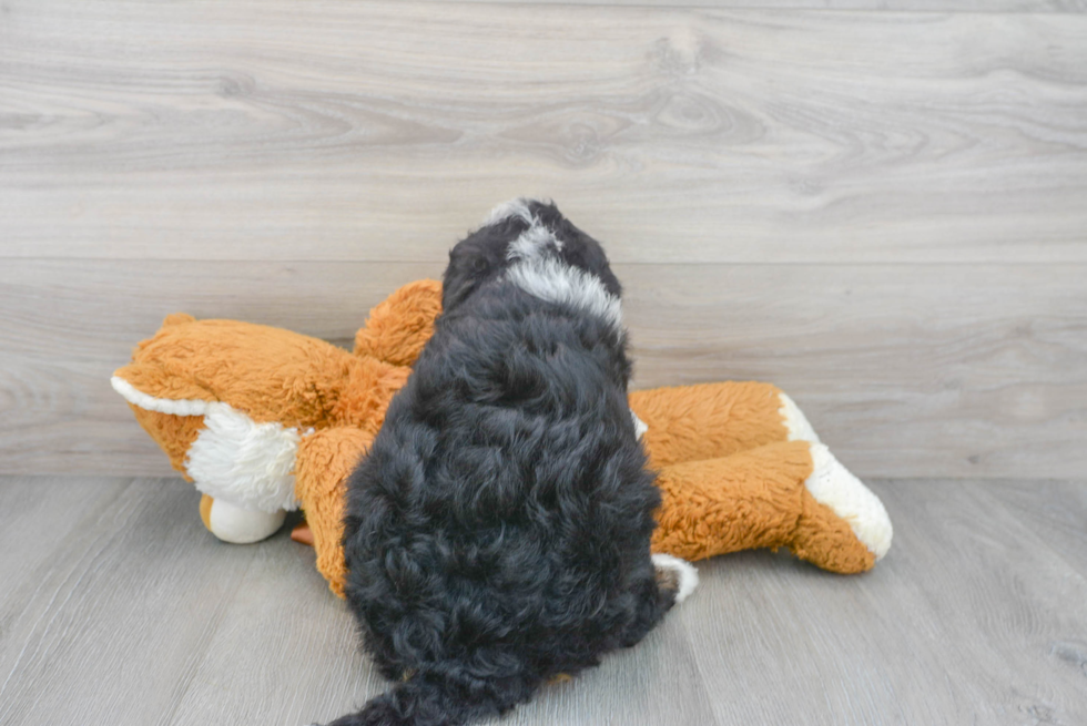 Mini Bernedoodle Pup Being Cute