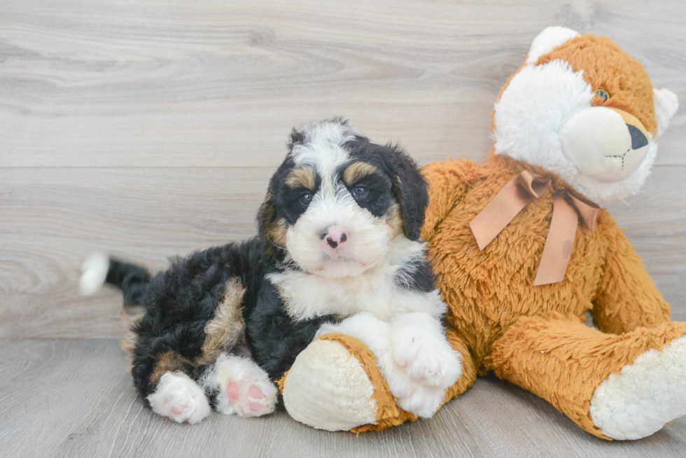 Cute Mini Bernedoodle Baby