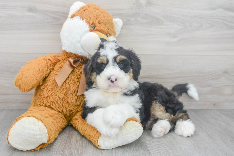 Best Mini Bernedoodle Baby