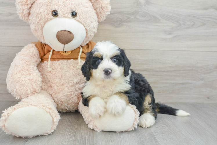 Sweet Mini Bernedoodle Baby
