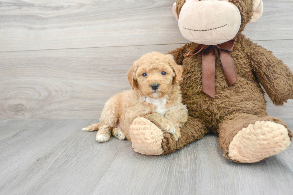 Sweet Mini Bernedoodle Baby