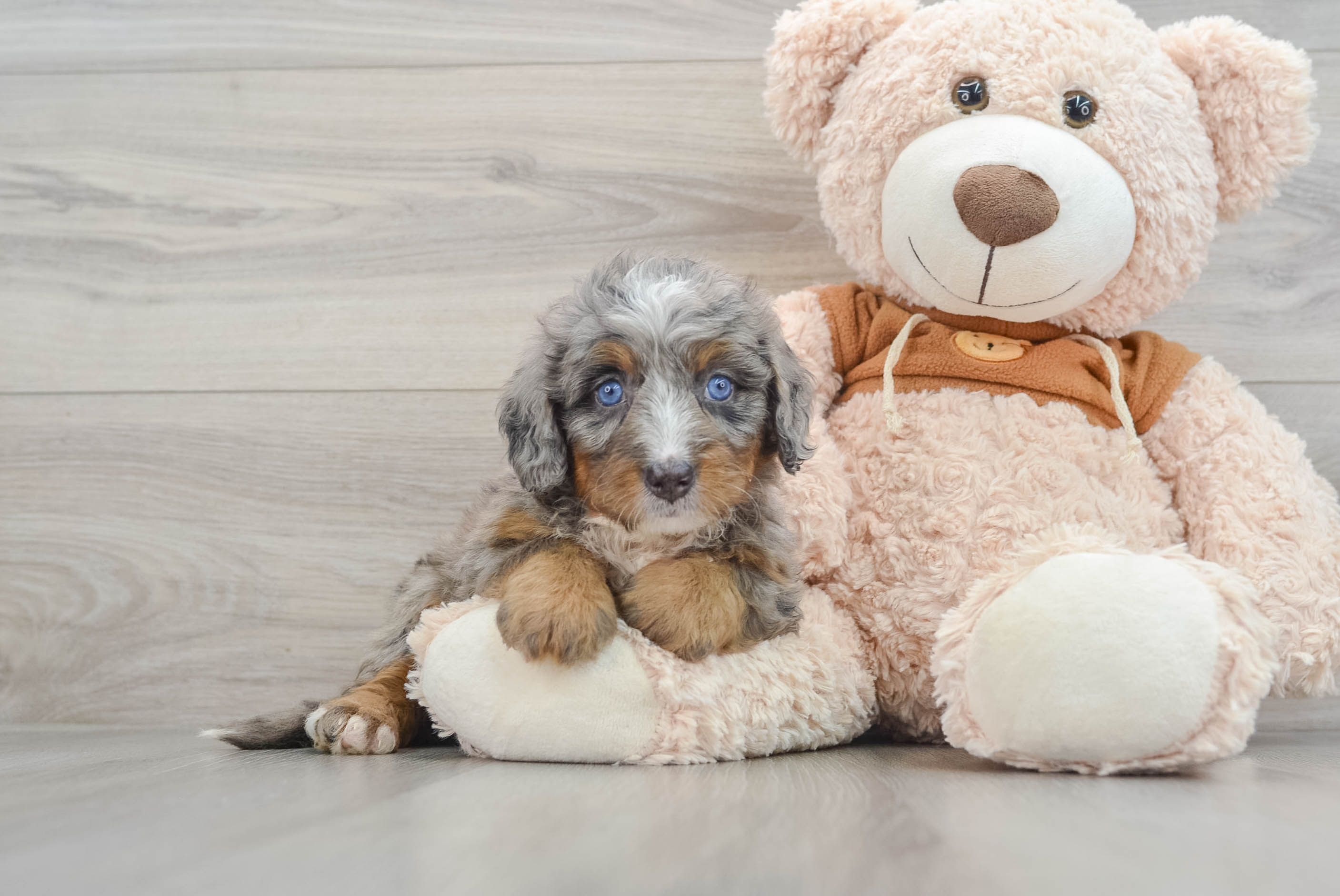 Mini Bernedoodle Puppy for Adoption