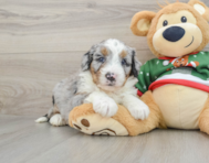 5 week old Mini Bernedoodle Puppy For Sale - Premier Pups