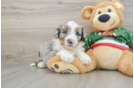 Fluffy Mini Bernedoodle Poodle Mix Pup