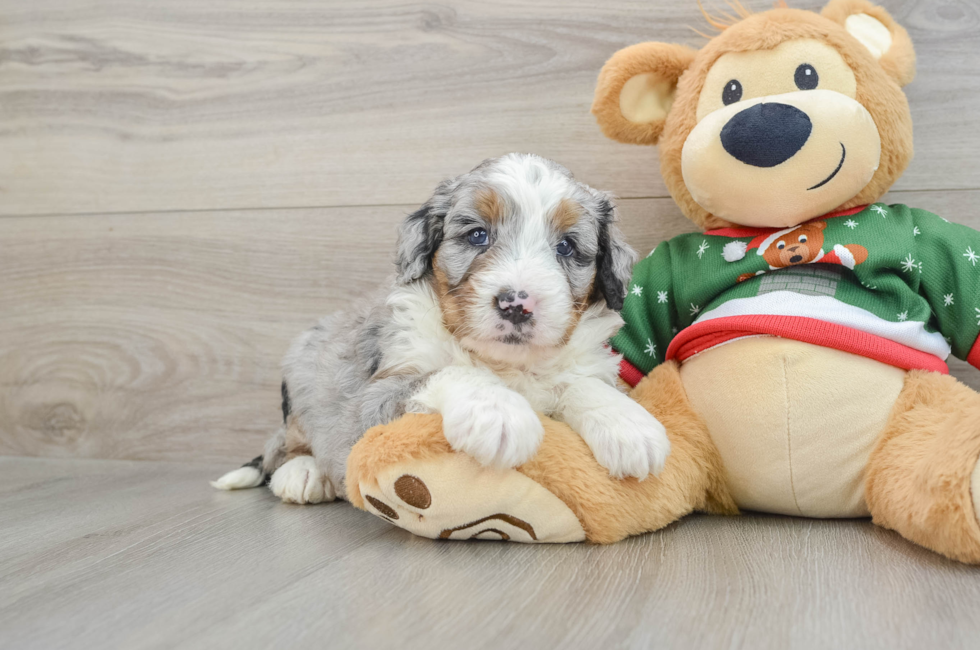 5 week old Mini Bernedoodle Puppy For Sale - Premier Pups