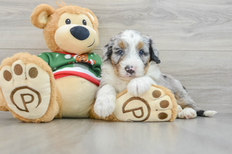 Mini Bernedoodle Pup Being Cute