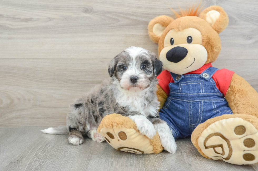 Best Mini Bernedoodle Baby