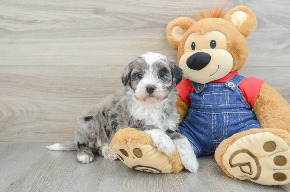 5 week old Mini Bernedoodle Puppy For Sale - Premier Pups