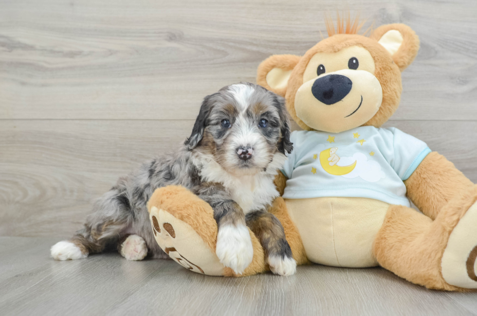 5 week old Mini Bernedoodle Puppy For Sale - Premier Pups