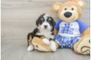 Energetic Bernadoodle Poodle Mix Puppy