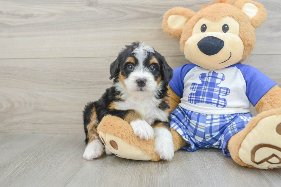 Energetic Bernadoodle Poodle Mix Puppy