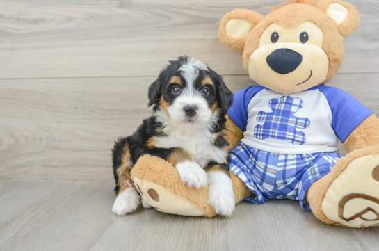 Energetic Bernadoodle Poodle Mix Puppy