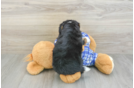Hypoallergenic Mini Bernesedoodle Poodle Mix Puppy