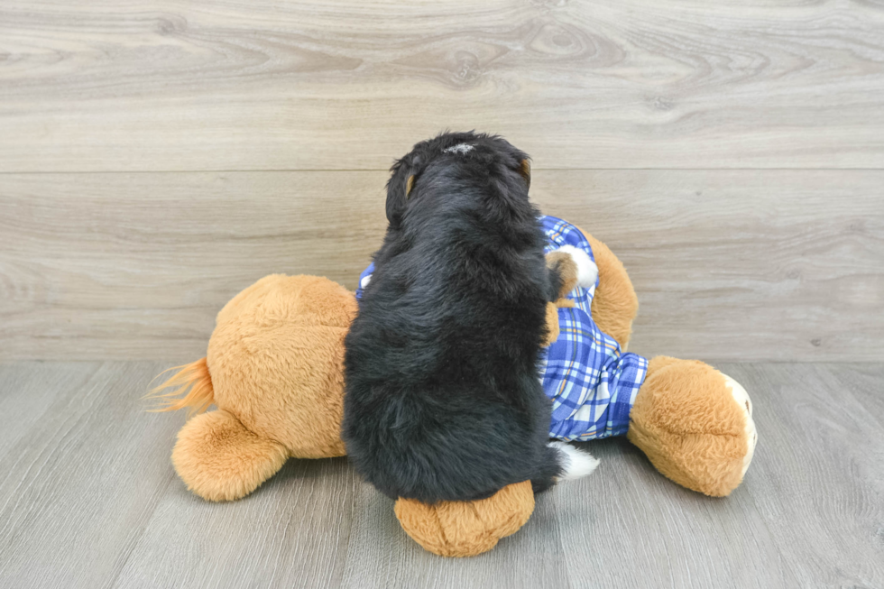 Hypoallergenic Mini Bernesedoodle Poodle Mix Puppy