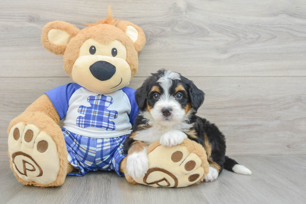 Fluffy Mini Bernedoodle Poodle Mix Pup