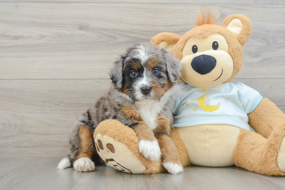 Cute Mini Bernedoodle Baby
