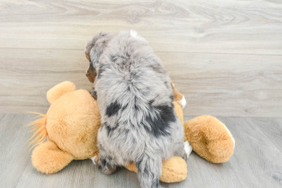 Petite Mini Bernedoodle Poodle Mix Pup