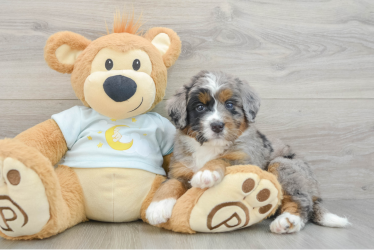 Mini Bernedoodle Pup Being Cute